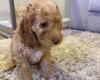 Cockapoo