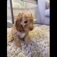 Cockapoo
