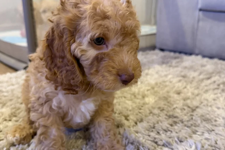 Cockapoo