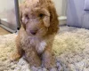 Cockapoo