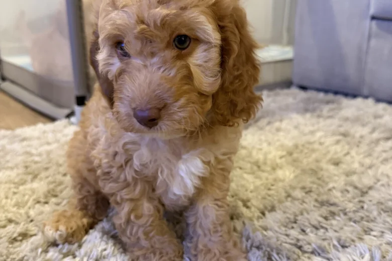 Cockapoo