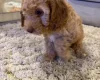 Cockapoo