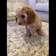 Cockapoo