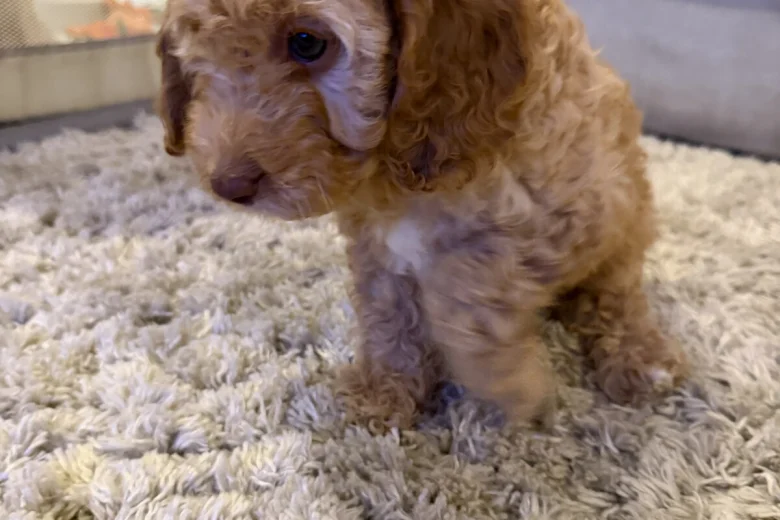 Cockapoo