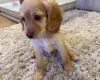 Cockapoo