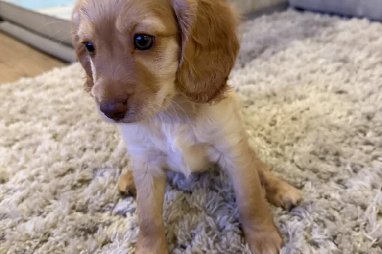 Cockapoo