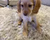 Cockapoo
