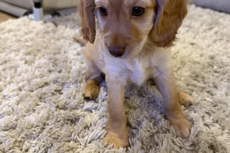 Cockapoo