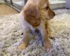 Cockapoo