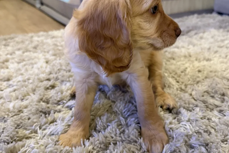 Cockapoo