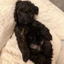 Cockapoo