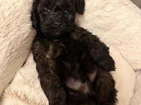 Cockapoo