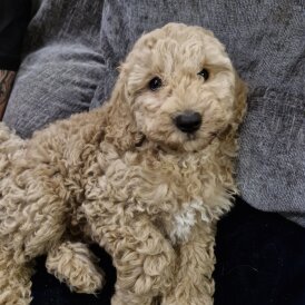 Cockapoo