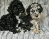 Cockapoo