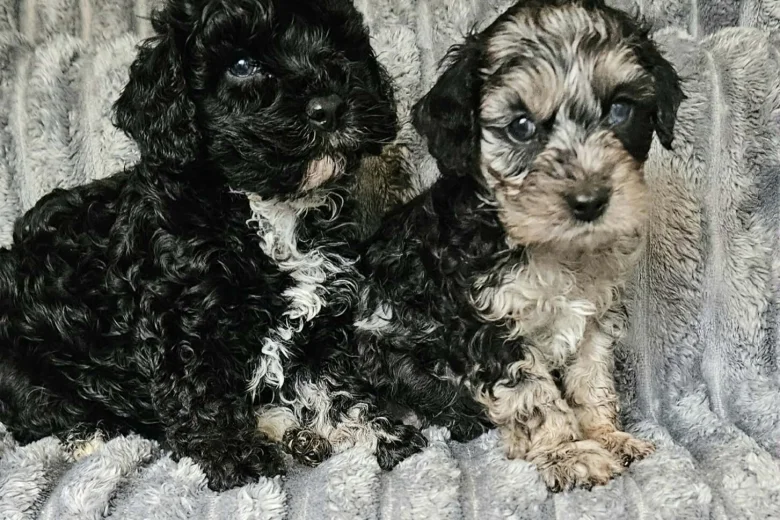 Cockapoo