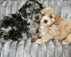 Cockapoo
