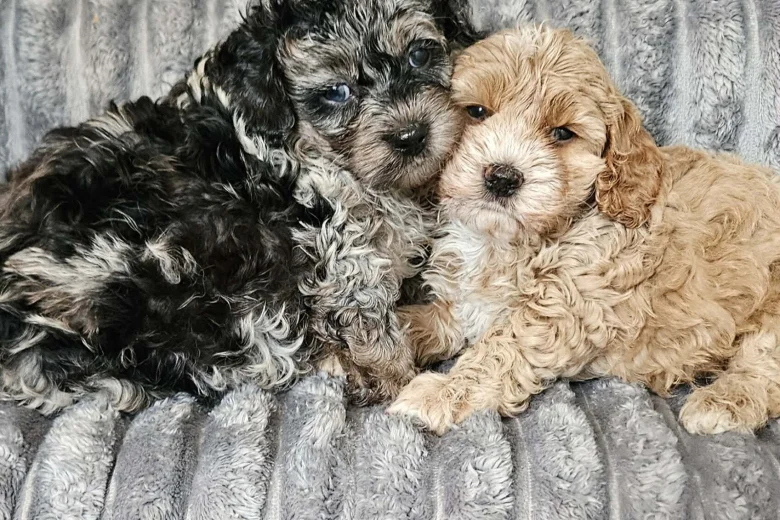 Cockapoo