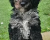 Cockapoo
