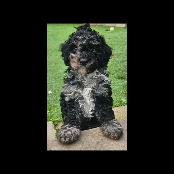 Cockapoo