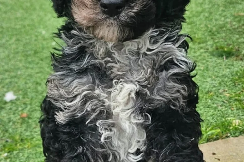Cockapoo