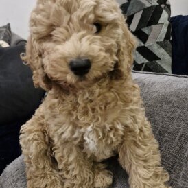 Cockapoo