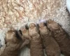 Cockapoo