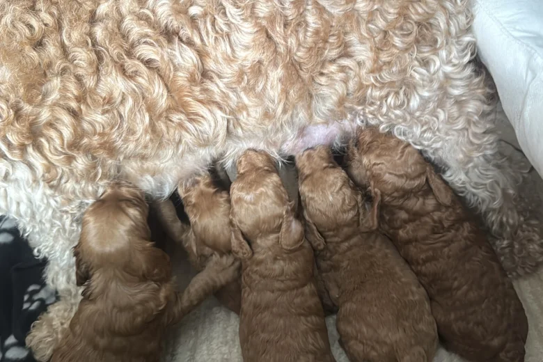 Cockapoo