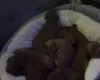Cockapoo