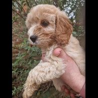 Cockapoo