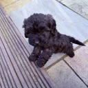 Cockapoo