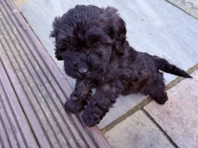 Cockapoo