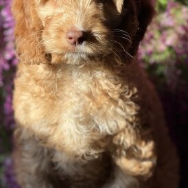 Cockapoo