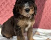 Cockapoo