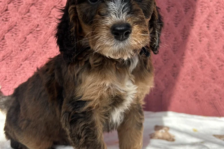 Cockapoo