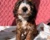 Cockapoo