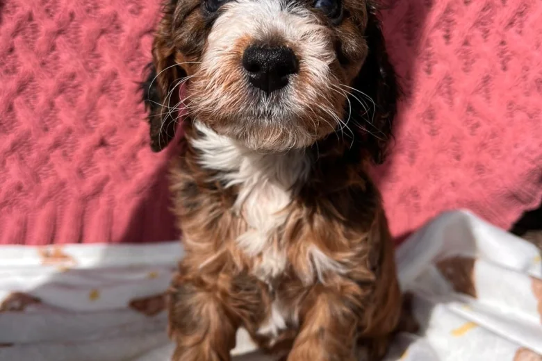Cockapoo