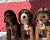 Cockapoo