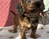 Cockapoo