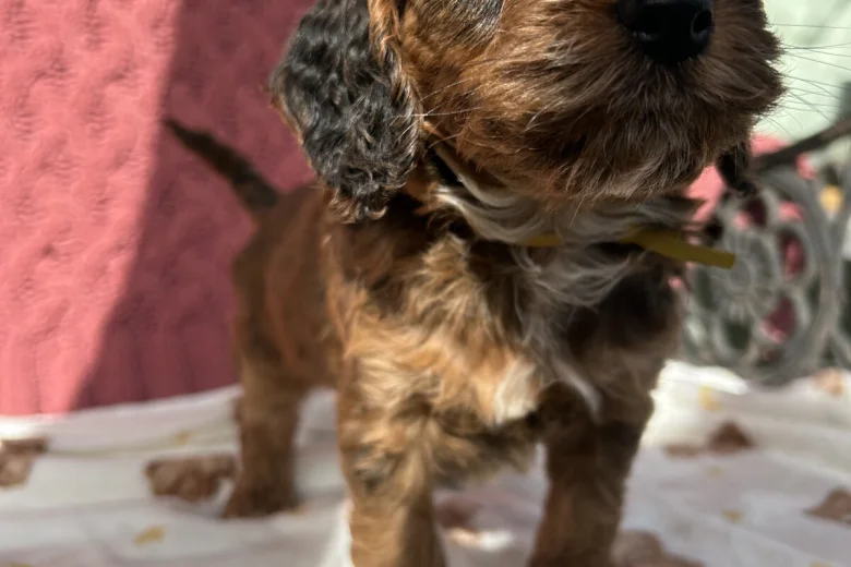 Cockapoo