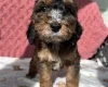 Cockapoo