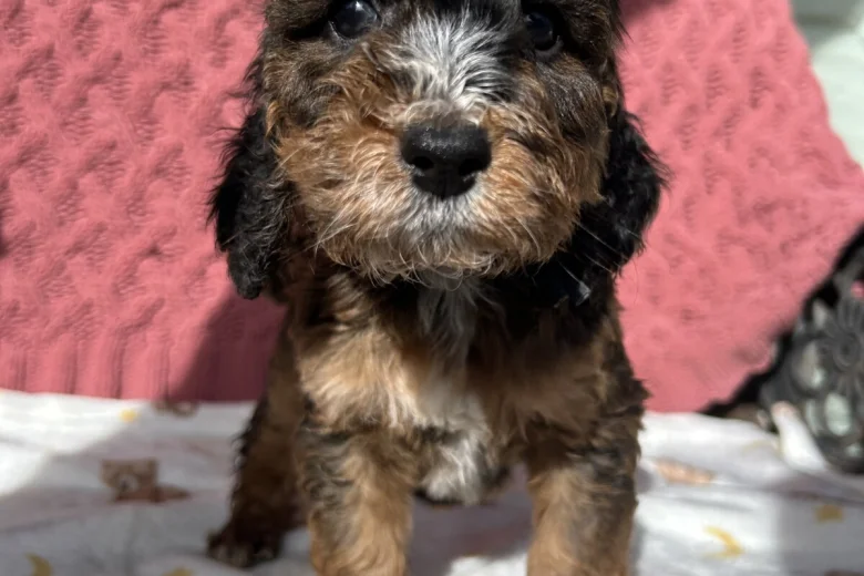 Cockapoo