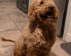 Cockapoo