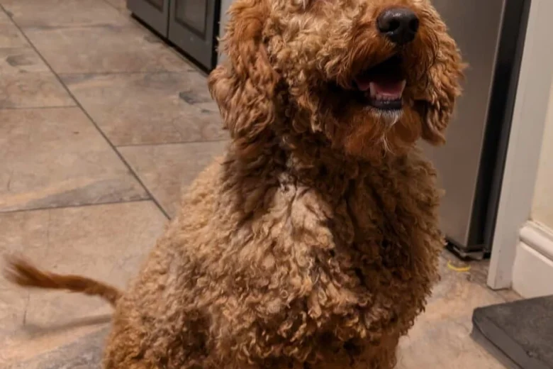 Cockapoo