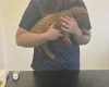 Cockapoo