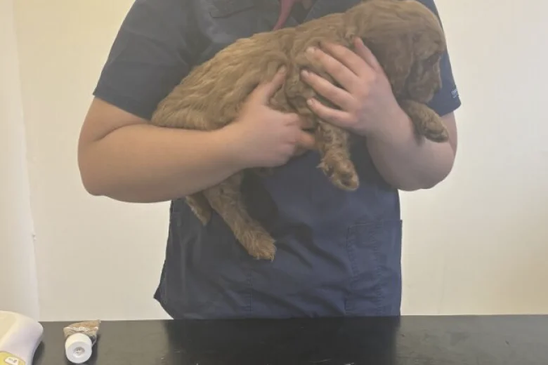 Cockapoo