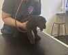 Cockapoo