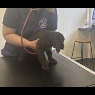 Cockapoo