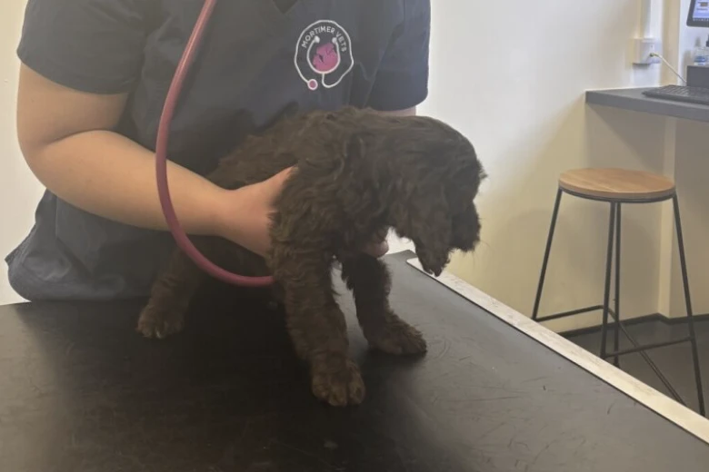 Cockapoo