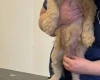 Cockapoo