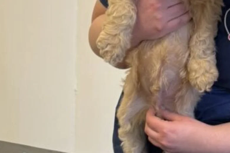 Cockapoo